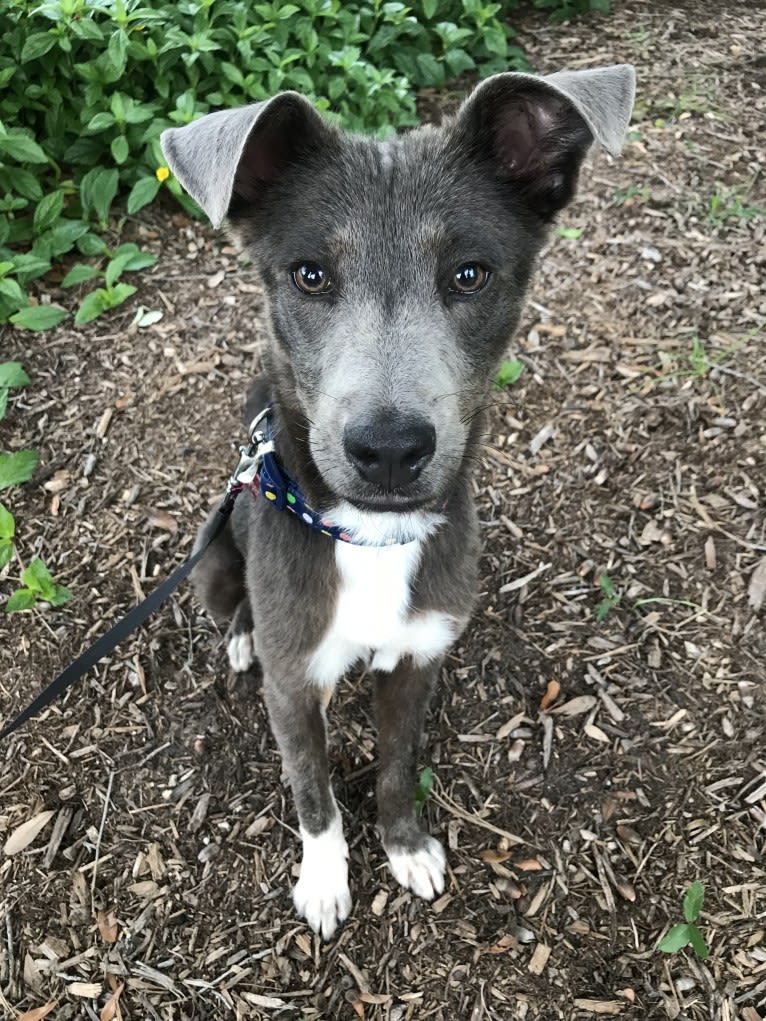 Pepper, a Chow Chow and American Pit Bull Terrier mix tested with EmbarkVet.com