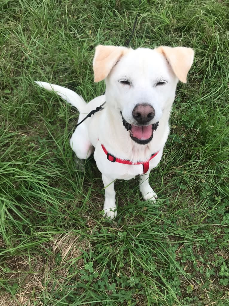 Casper, a Formosan Mountain Dog tested with EmbarkVet.com