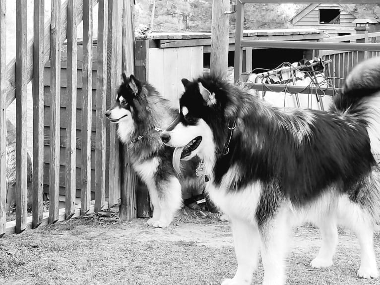 Kalu, an Alaskan Malamute tested with EmbarkVet.com