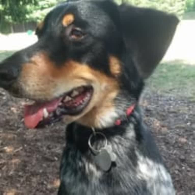 Ranger, an Australian Cattle Dog and American English Coonhound mix tested with EmbarkVet.com