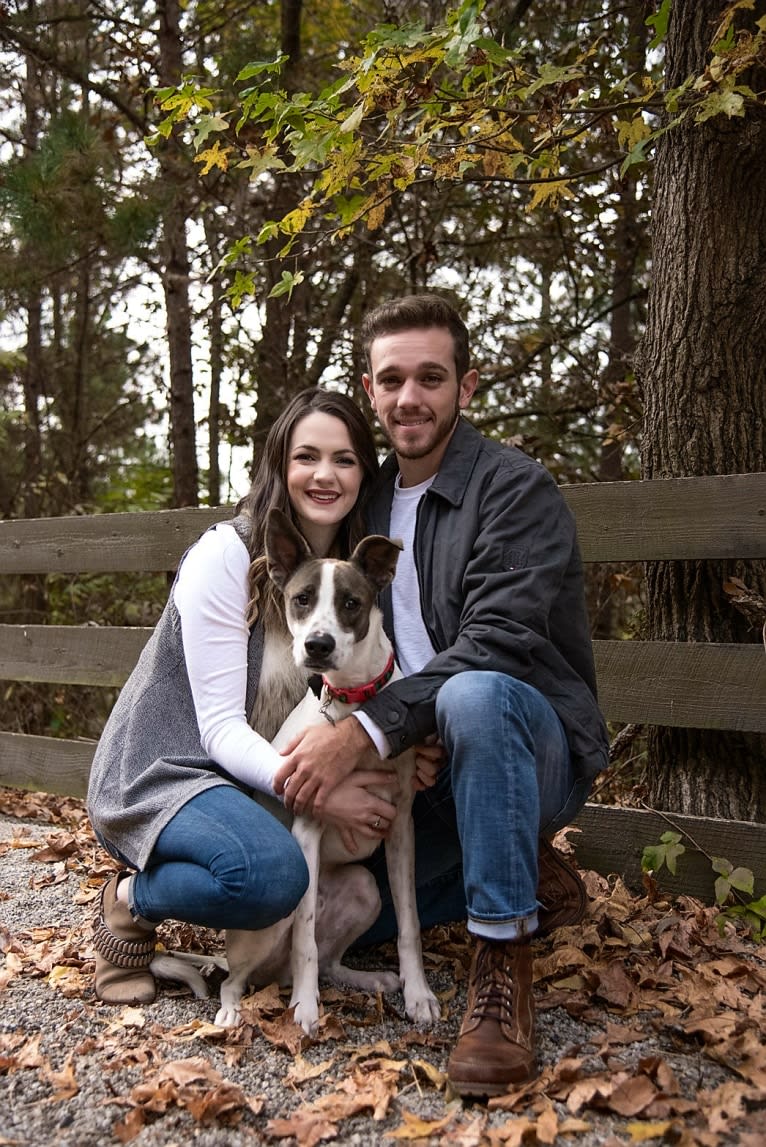 Storm, a Siberian Husky and Boxer mix tested with EmbarkVet.com