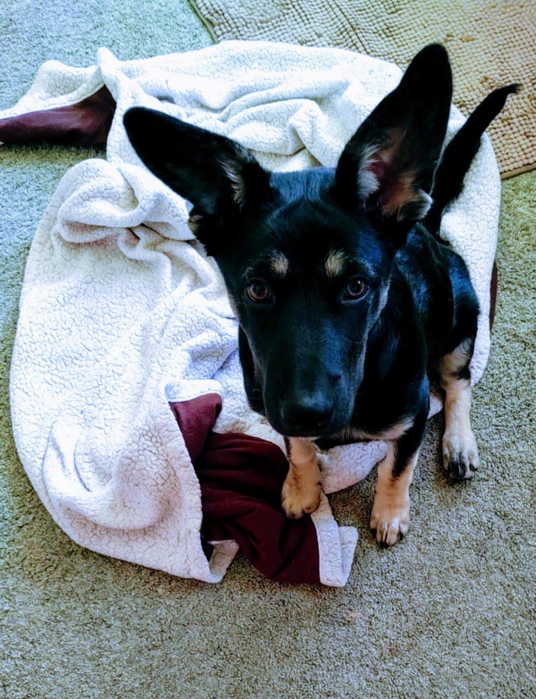 Buddy Bear Reynolds, an Australian Cattle Dog and American Pit Bull Terrier mix tested with EmbarkVet.com