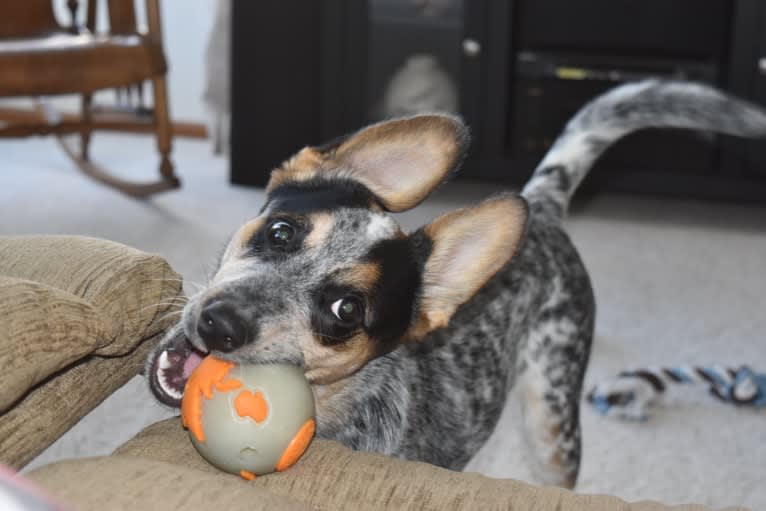 Indy, an Australian Cattle Dog and Boxer mix tested with EmbarkVet.com