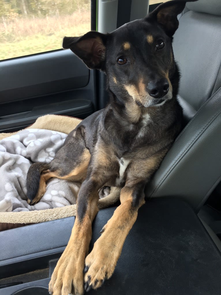 LOLA, an Australian Shepherd and Australian Cattle Dog mix tested with EmbarkVet.com