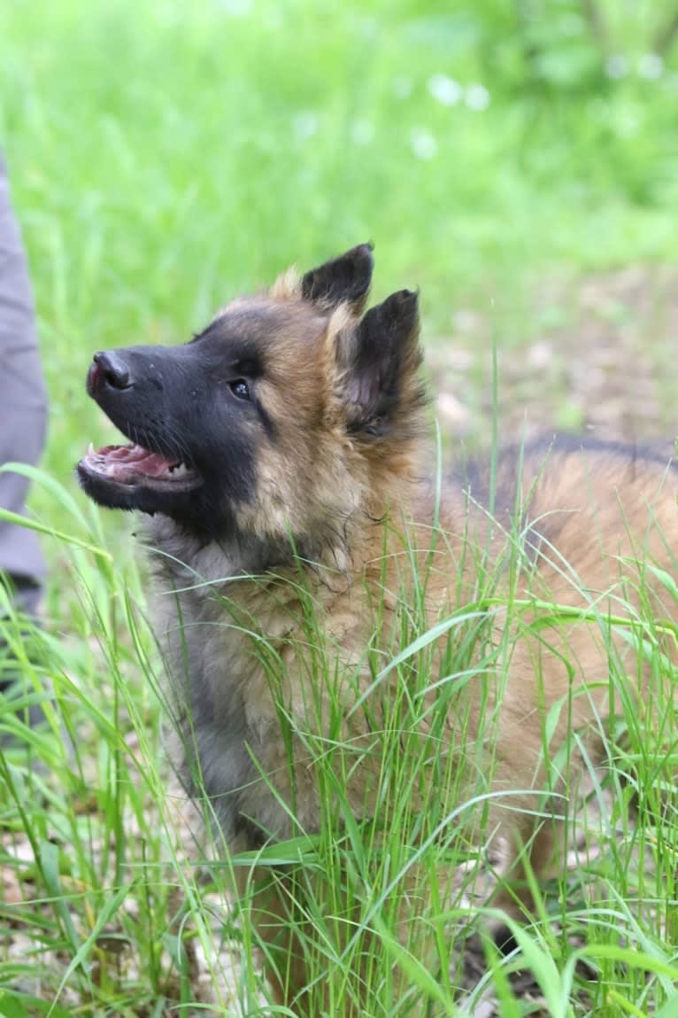 Faro, a Belgian Shepherd tested with EmbarkVet.com