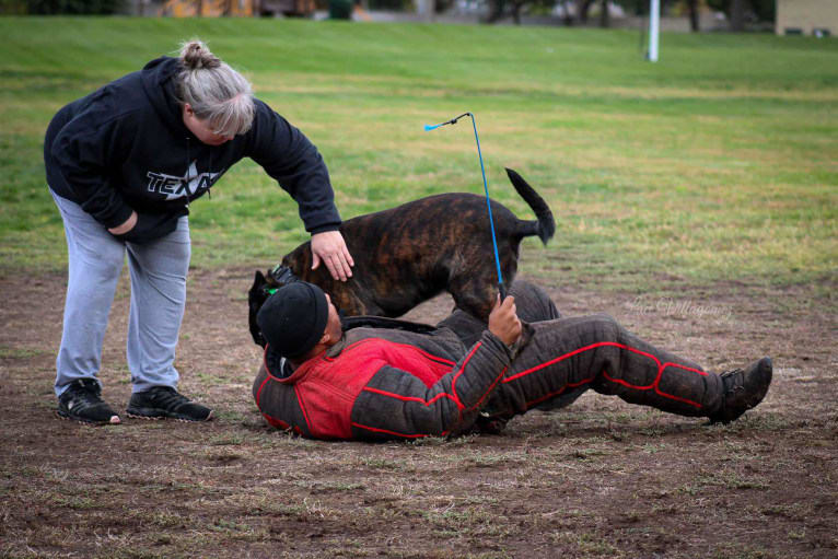 Static, a Dutch Shepherd tested with EmbarkVet.com