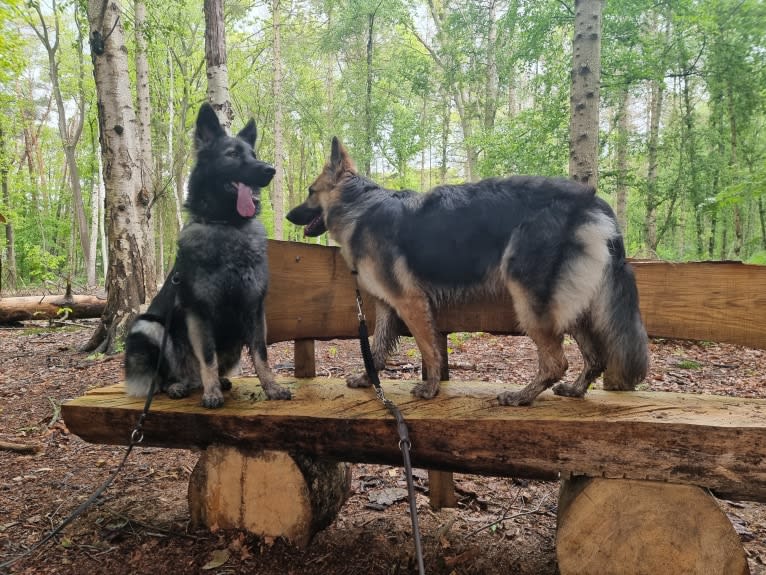 Liesl, a German Shepherd Dog tested with EmbarkVet.com