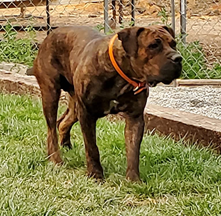 Benaiah Nila, a Boerboel tested with EmbarkVet.com