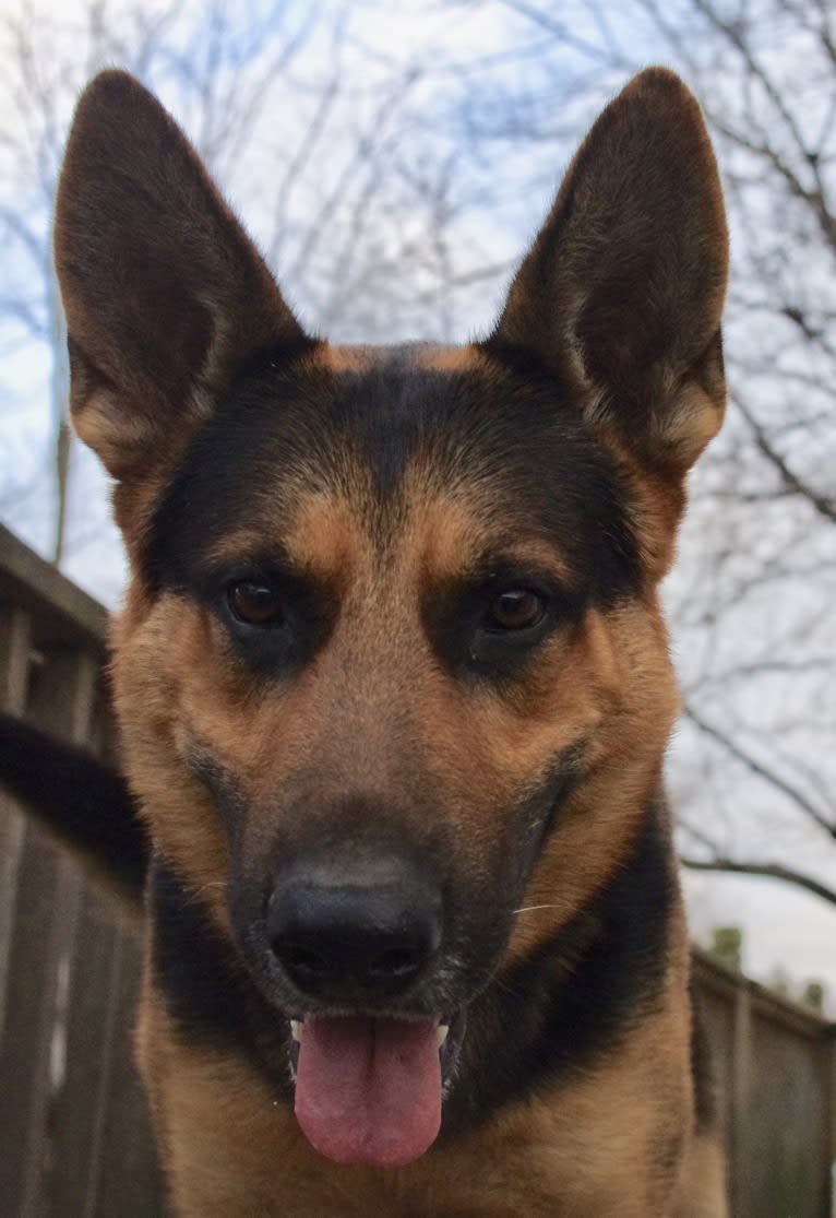 Valor, a German Shepherd Dog tested with EmbarkVet.com