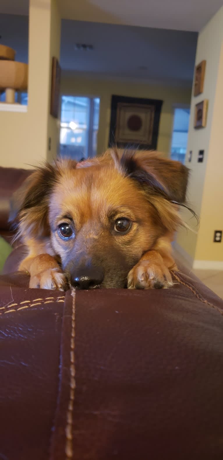 Brandy, a Pomeranian and Dachshund mix tested with EmbarkVet.com