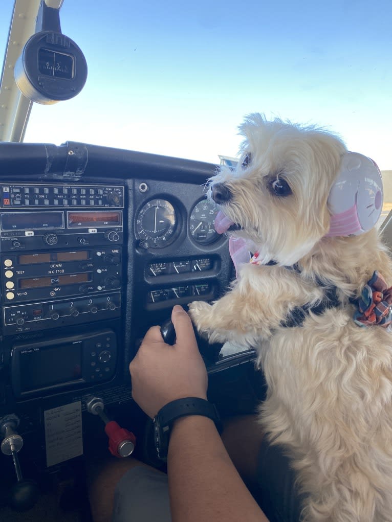 Bulgogi, a Morkie tested with EmbarkVet.com