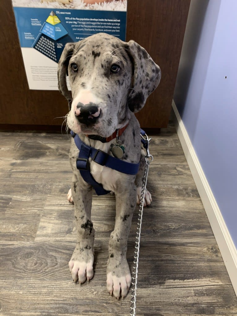 Koa, a Great Dane tested with EmbarkVet.com