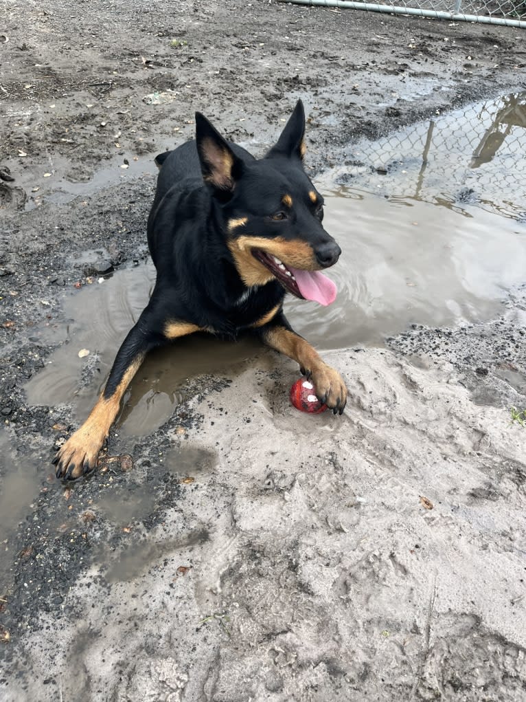 Billie Holiday, an Australian Kelpie tested with EmbarkVet.com
