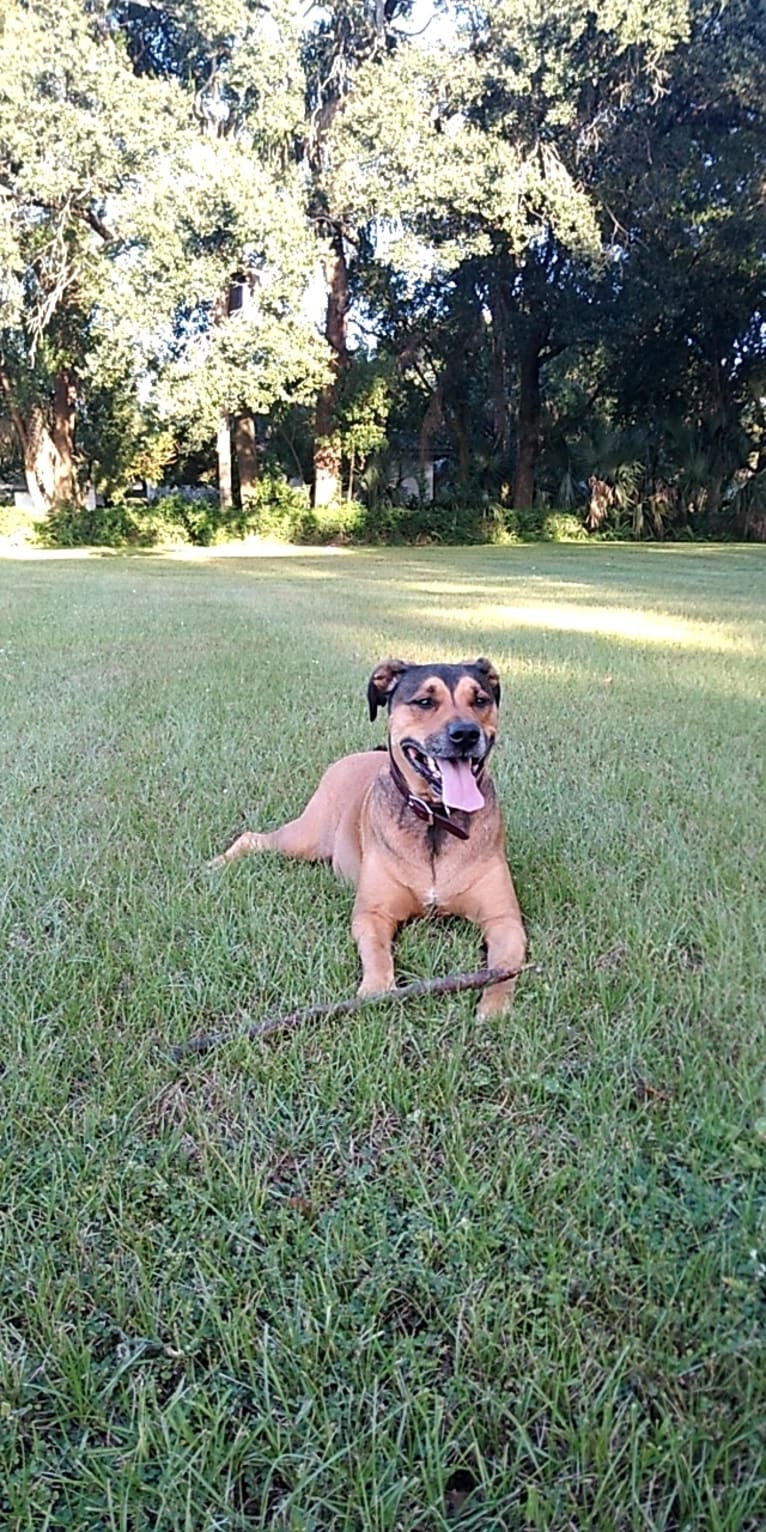 Franco, an American Pit Bull Terrier and Rottweiler mix tested with EmbarkVet.com