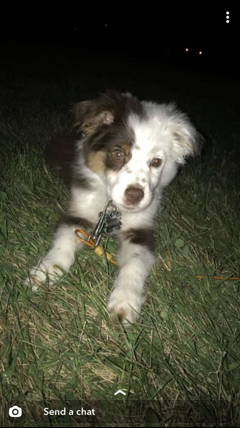 Berlin, an Australian Shepherd tested with EmbarkVet.com