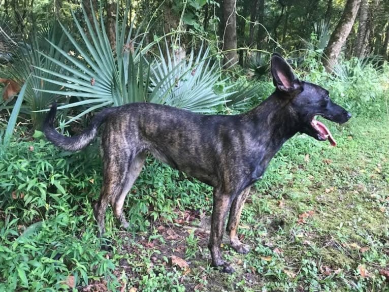 Lana, a Dutch Shepherd tested with EmbarkVet.com