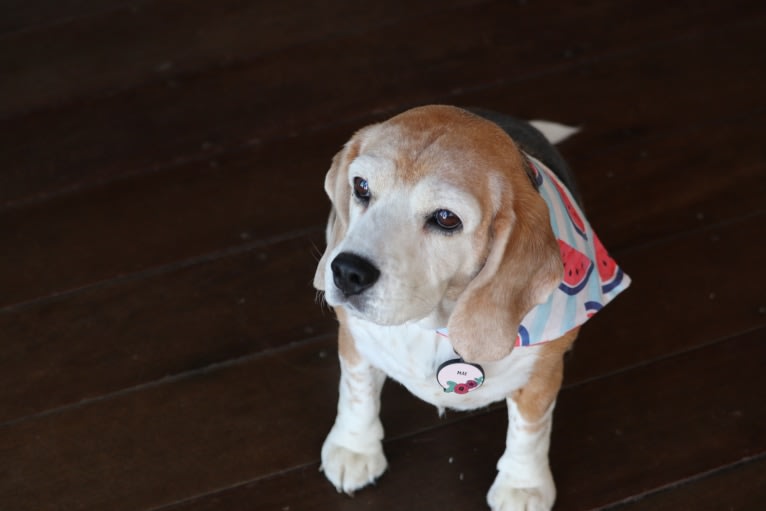 Mae, a Beagle tested with EmbarkVet.com