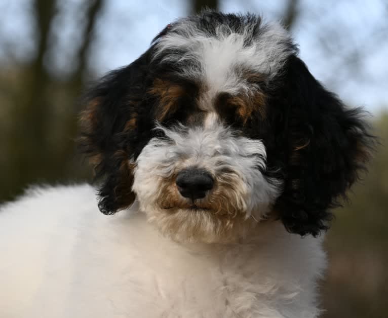 Utah, a Poodle (Standard) tested with EmbarkVet.com