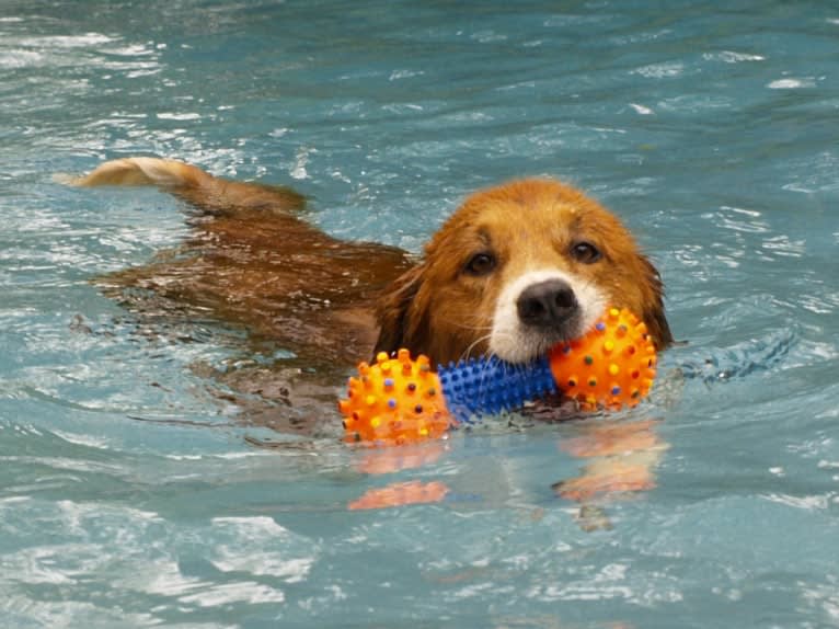 Bentley, a Chow Chow and Labrador Retriever mix tested with EmbarkVet.com