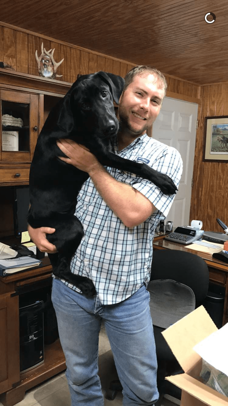 Gallatin, a Labrador Retriever tested with EmbarkVet.com