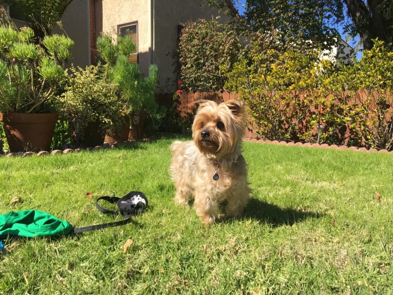 Shadow, a Yorkshire Terrier tested with EmbarkVet.com