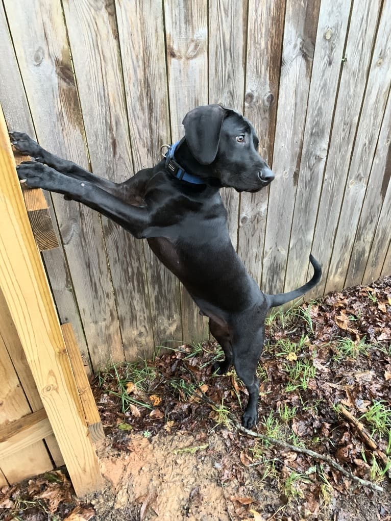 Kylo, an American Pit Bull Terrier and Treeing Walker Coonhound mix tested with EmbarkVet.com