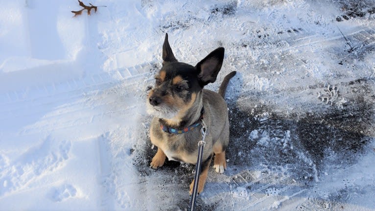 Baylee, a Yorkshire Terrier and German Shepherd Dog mix tested with EmbarkVet.com