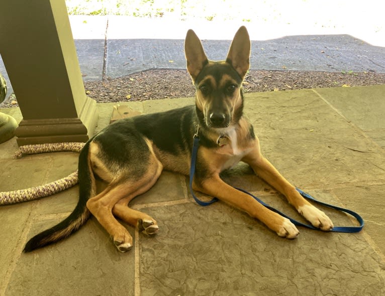 Lola, a German Shepherd Dog and American Pit Bull Terrier mix tested with EmbarkVet.com