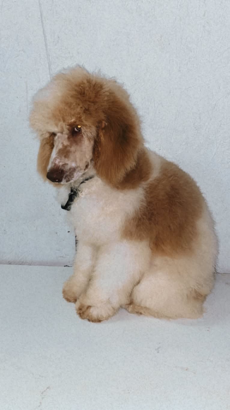 Togan, a Poodle (Standard) tested with EmbarkVet.com