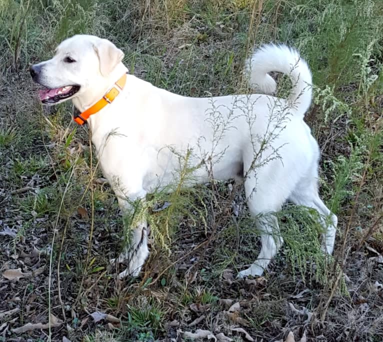 YOGI, a Labrador Retriever and American Pit Bull Terrier mix tested with EmbarkVet.com