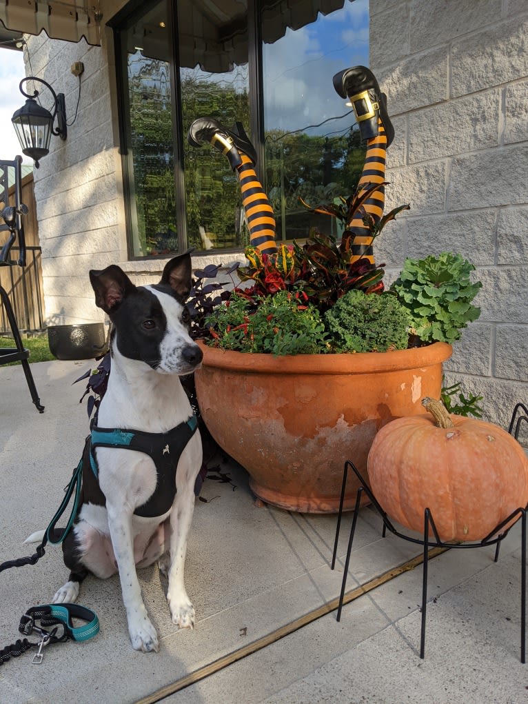 "Tama" Tamago, an American Pit Bull Terrier and Australian Cattle Dog mix tested with EmbarkVet.com