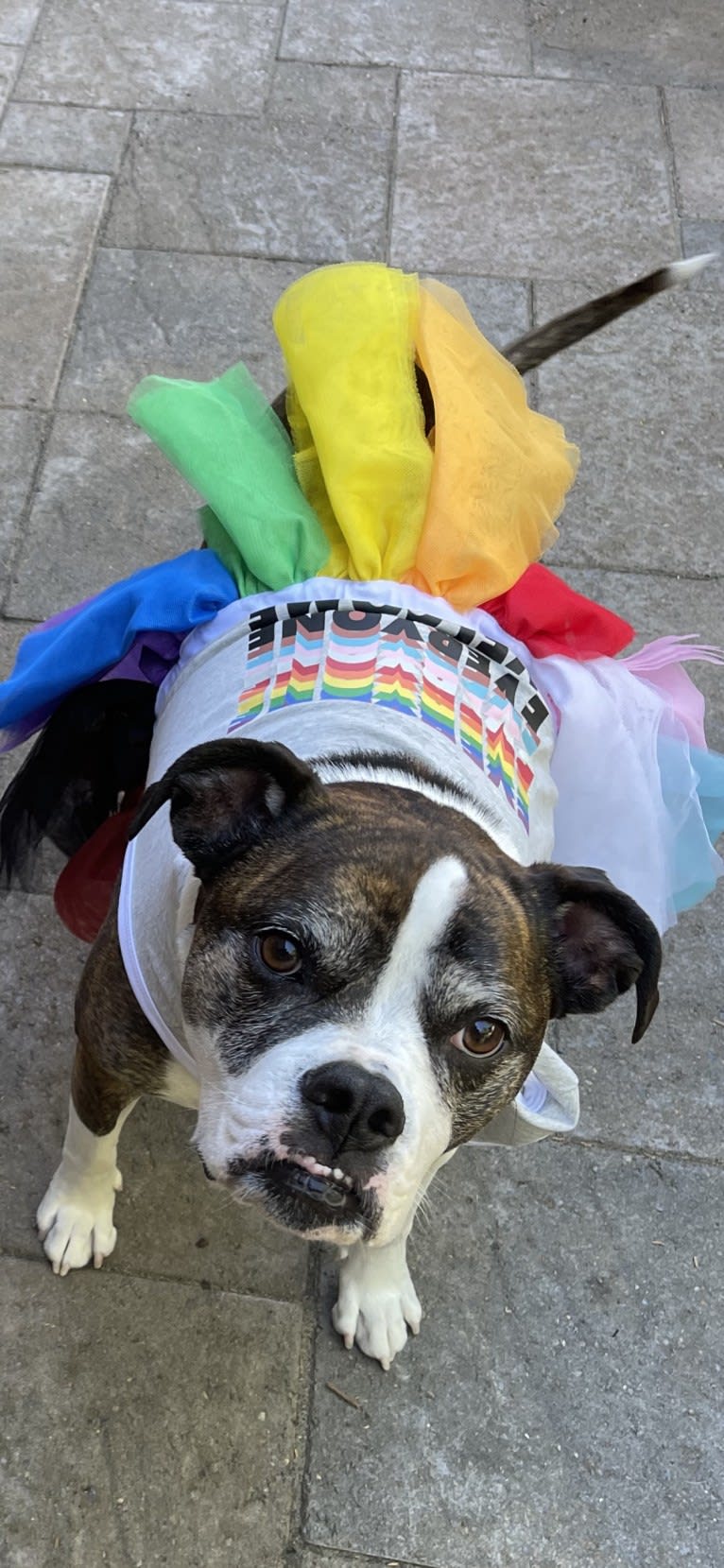 Ada, an American Staffordshire Terrier and Bulldog mix tested with EmbarkVet.com