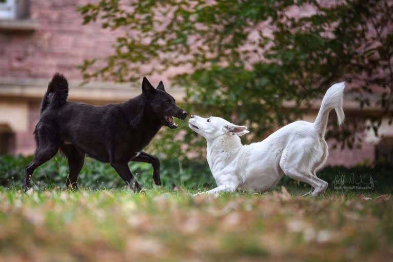 Suri, a Canaan Dog tested with EmbarkVet.com