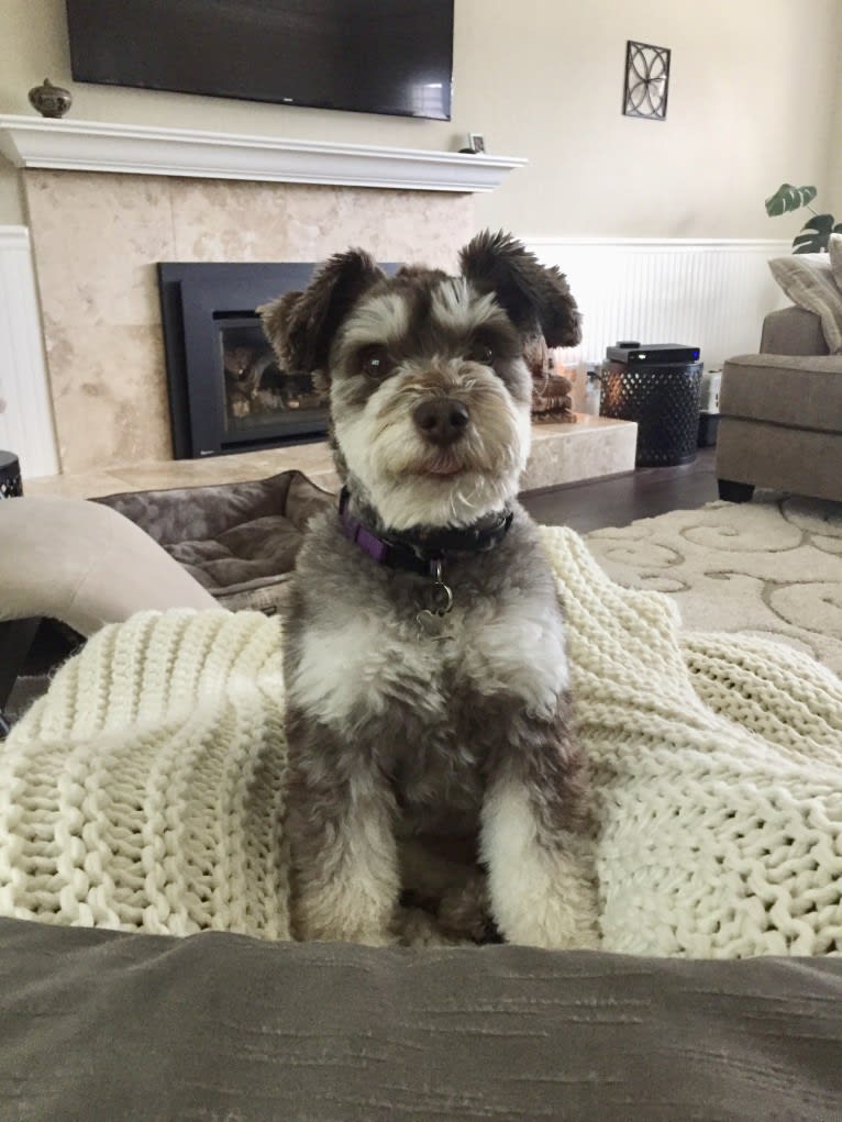 Bayley, a Miniature Schnauzer and Pomeranian mix tested with EmbarkVet.com