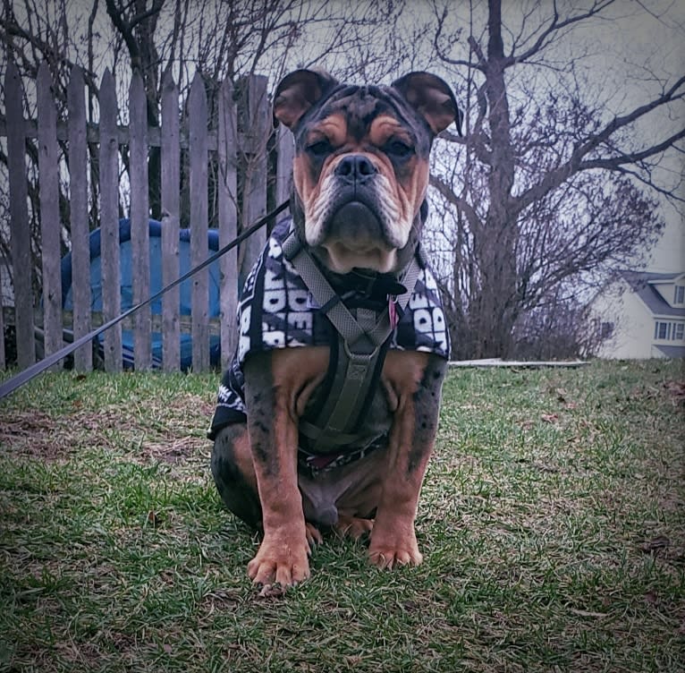 Vinny, an Olde English Bulldogge tested with EmbarkVet.com