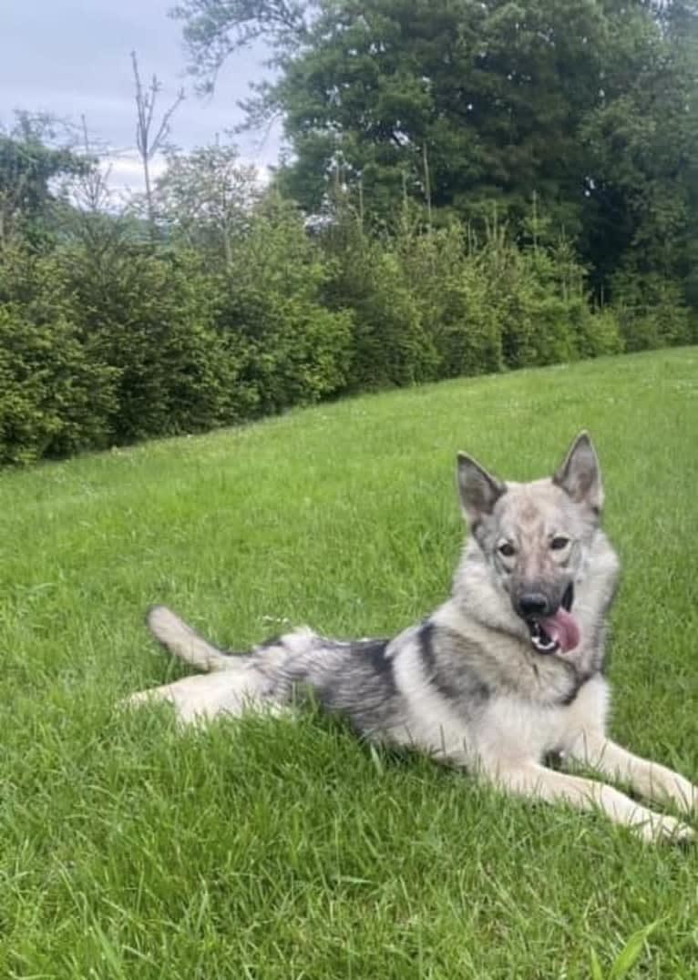 Tisa, a Siberian Husky and German Shepherd Dog mix tested with EmbarkVet.com