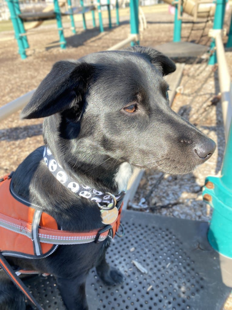 Clementine, a Labrador Retriever and Beagle mix tested with EmbarkVet.com