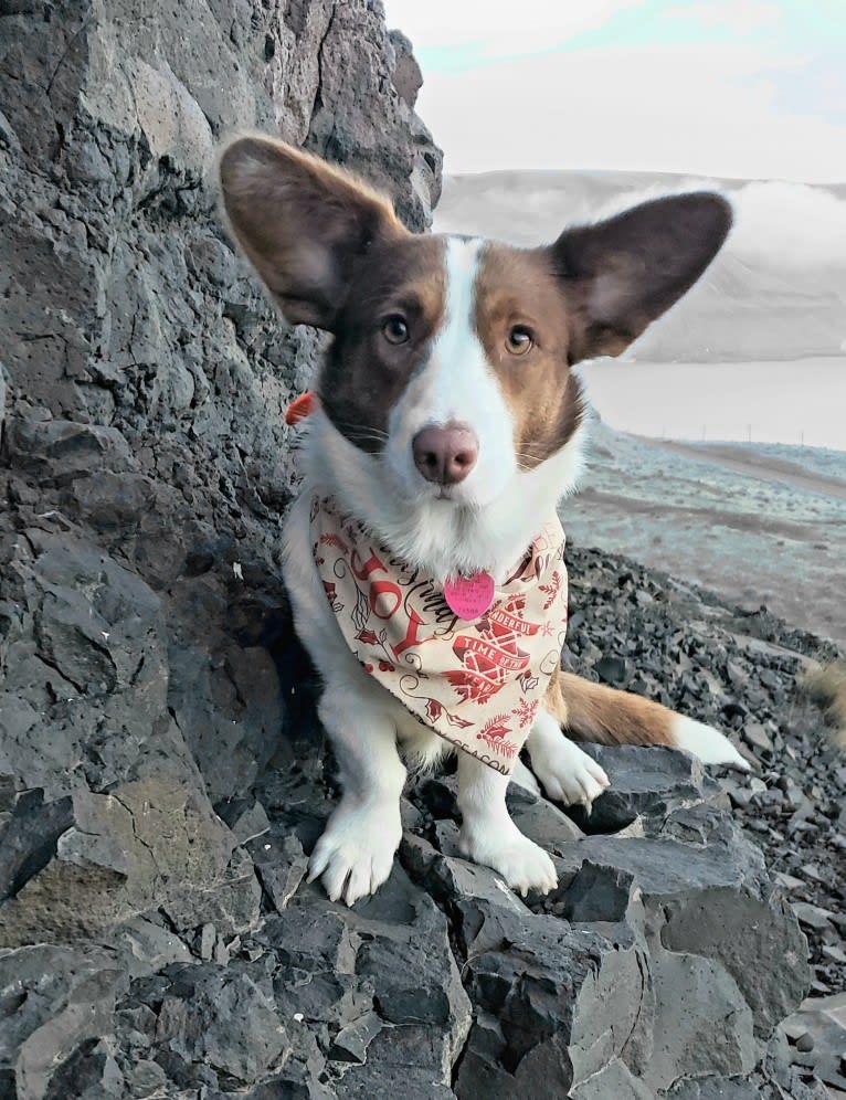 Latte, a Cardigan Welsh Corgi tested with EmbarkVet.com