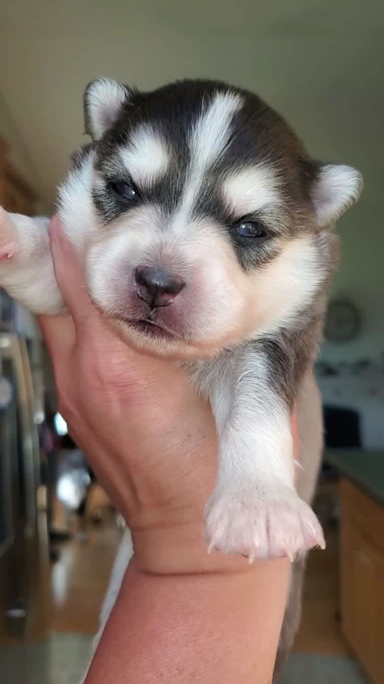Sunny, a Pomsky tested with EmbarkVet.com