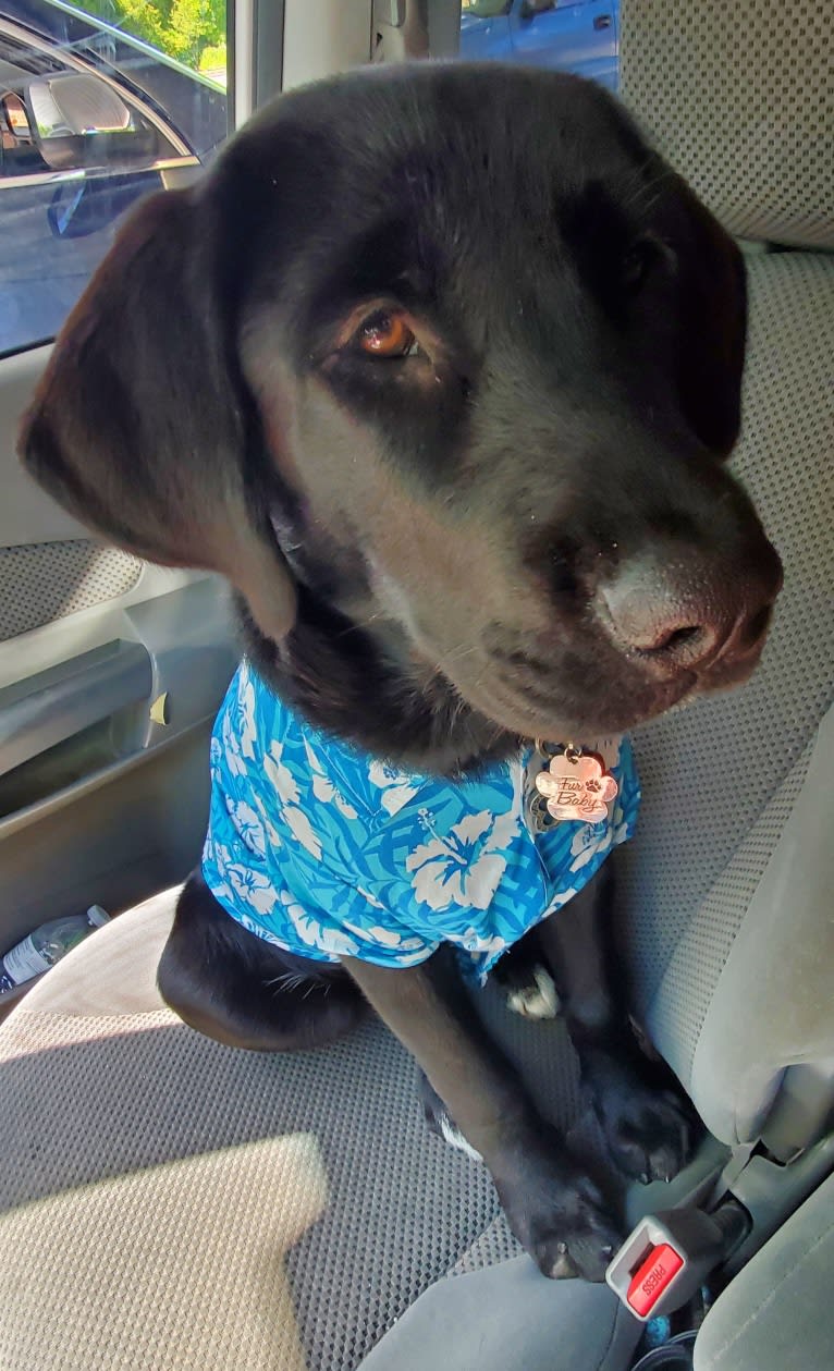 Chowder, a Siberian Husky and Labrador Retriever mix tested with EmbarkVet.com