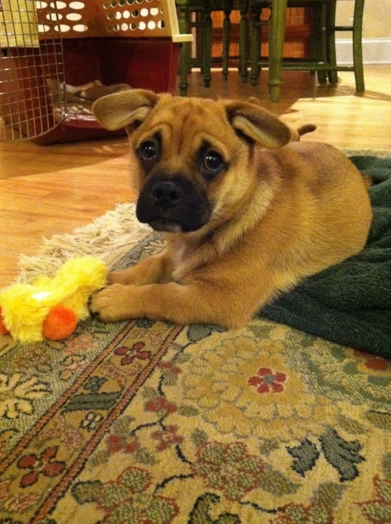 Murray, a Pug and Pembroke Welsh Corgi mix tested with EmbarkVet.com