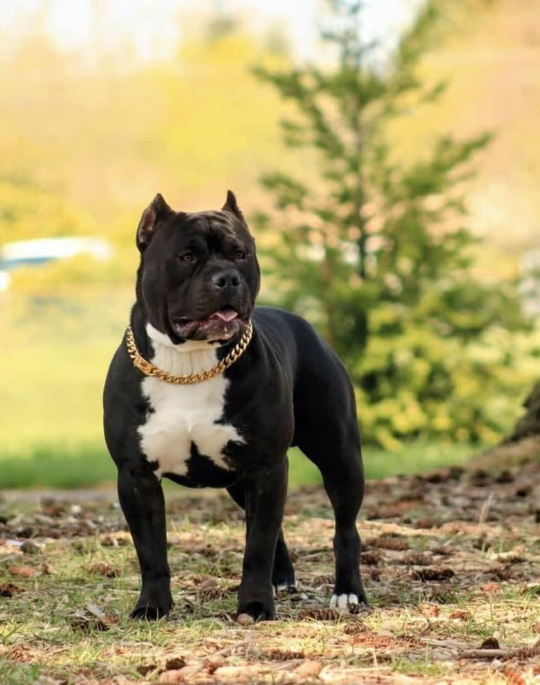 Ch. BSK Kronos, an American Bully tested with EmbarkVet.com