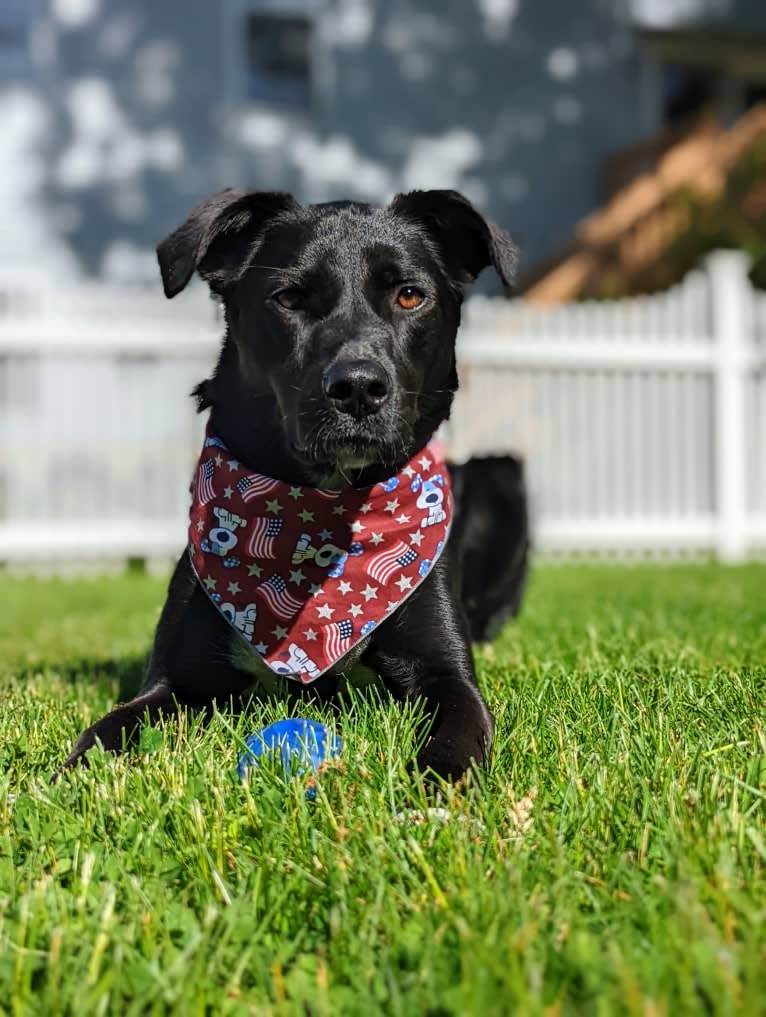 Kopa, an Australian Shepherd and American Pit Bull Terrier mix tested with EmbarkVet.com