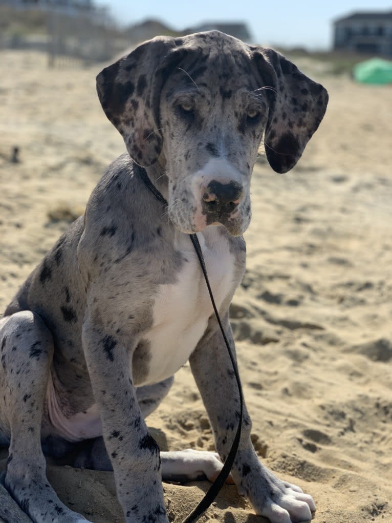 Koa, a Great Dane tested with EmbarkVet.com