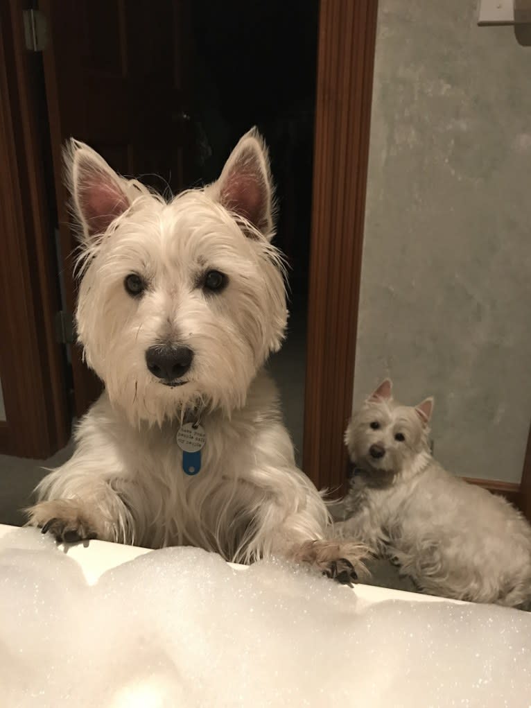 Bronson, a West Highland White Terrier tested with EmbarkVet.com