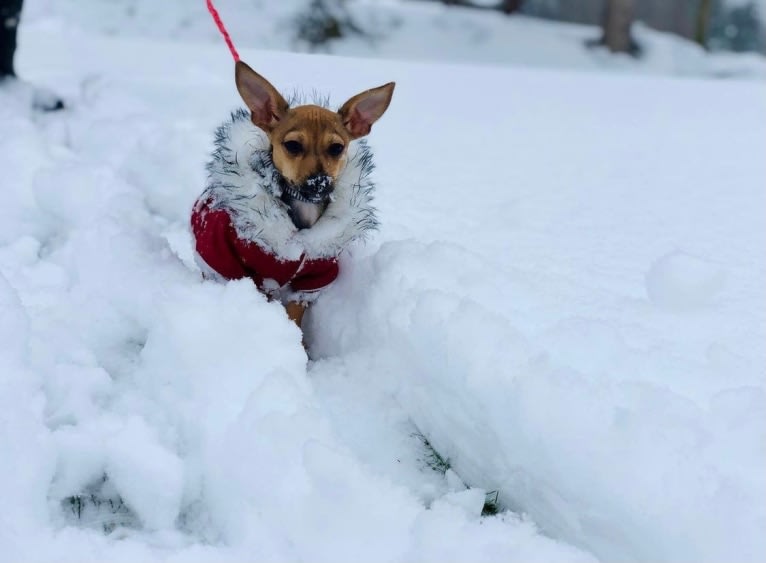 Mouse, a Chihuahua and Dachshund mix tested with EmbarkVet.com