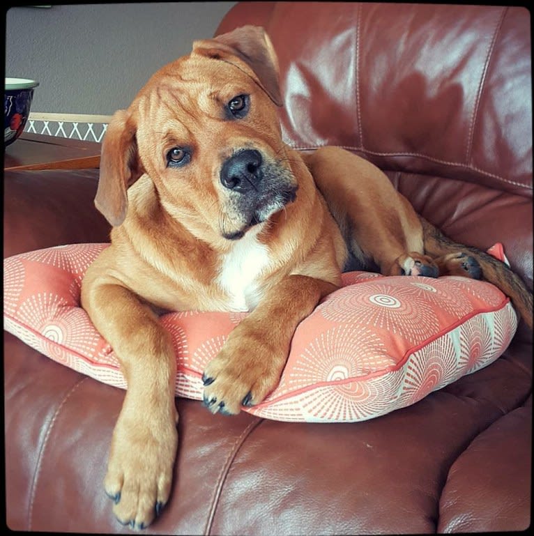 Ned, an American Bulldog and Rottweiler mix tested with EmbarkVet.com