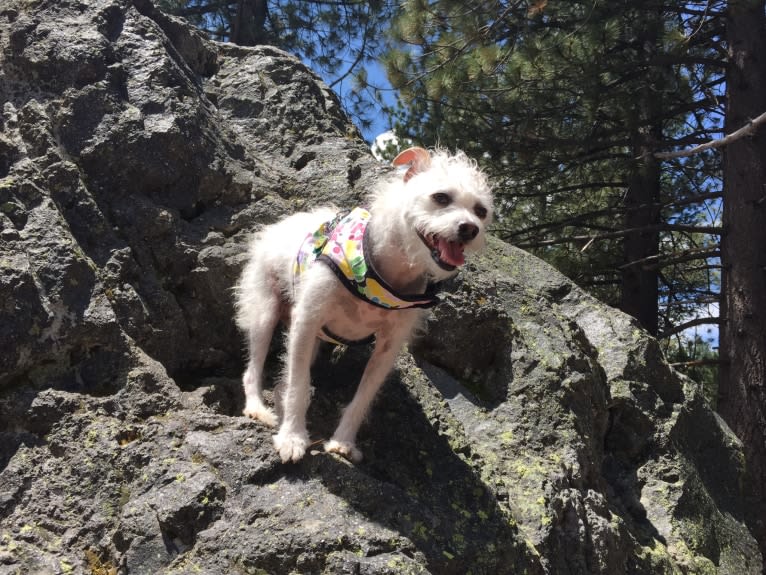 Coleen, a Rat Terrier and Poodle (Small) mix tested with EmbarkVet.com