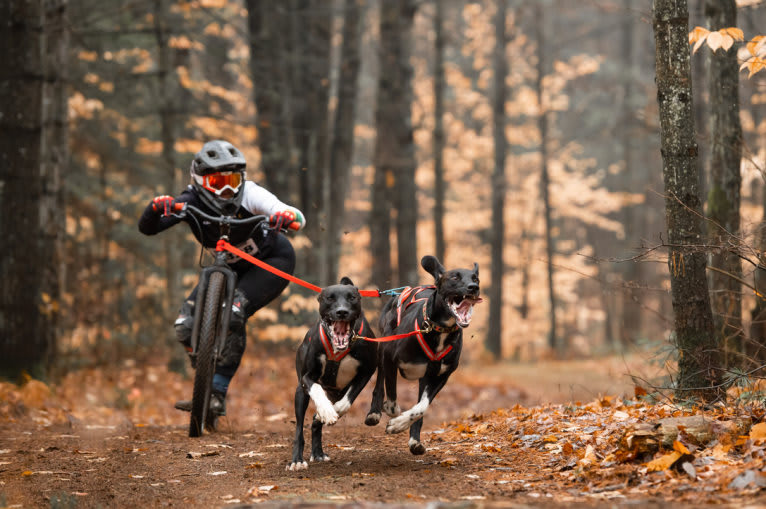 Astro Boots, an Alaskan-type Husky and German Shorthaired Pointer mix tested with EmbarkVet.com