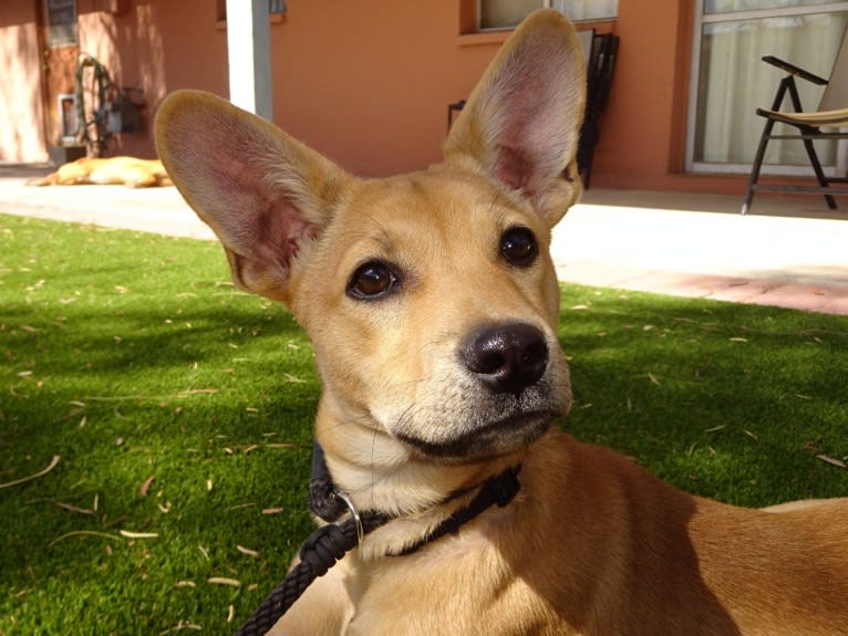 Bean, a Chow Chow and Chihuahua mix tested with EmbarkVet.com